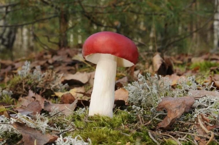 cogumelo russula