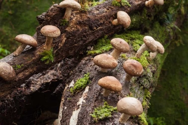 cogumelo shiitake