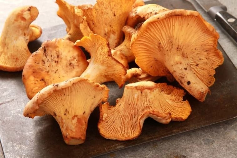 cogumelos chanterelle