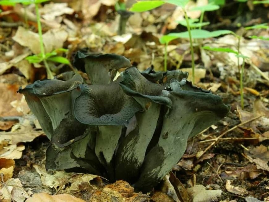 cogumelos da trombeta negra