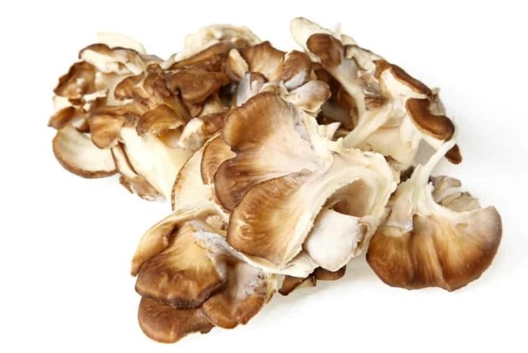 cogumelos maitake