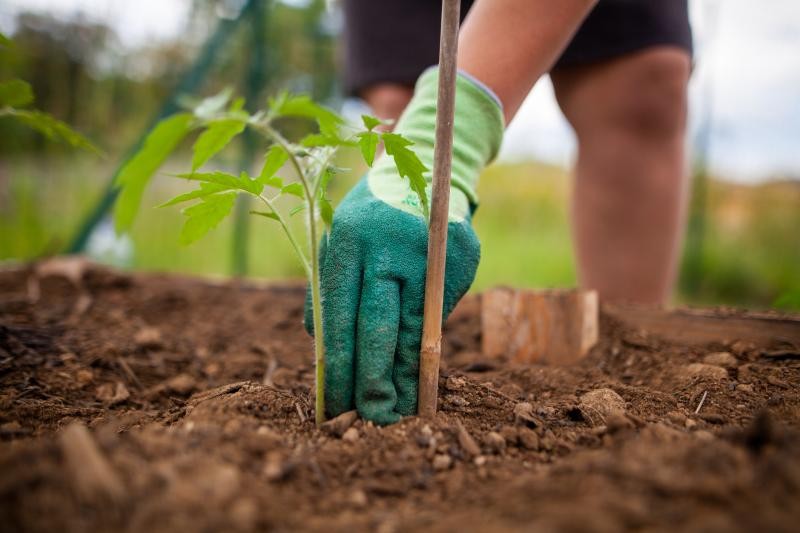 como cultivar o tomate