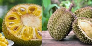 como diferenciar a Jaca do durian