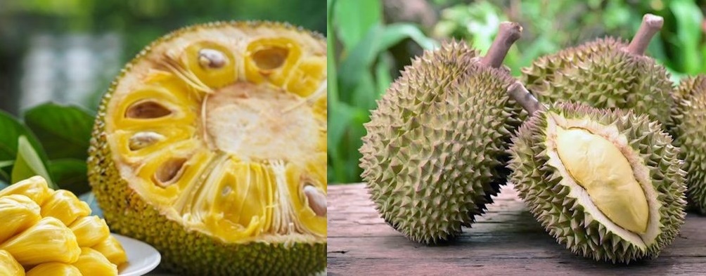 como diferenciar a Jaca do durian