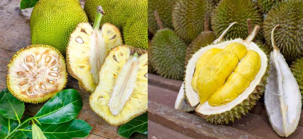 como diferenciar a Jaca do durian