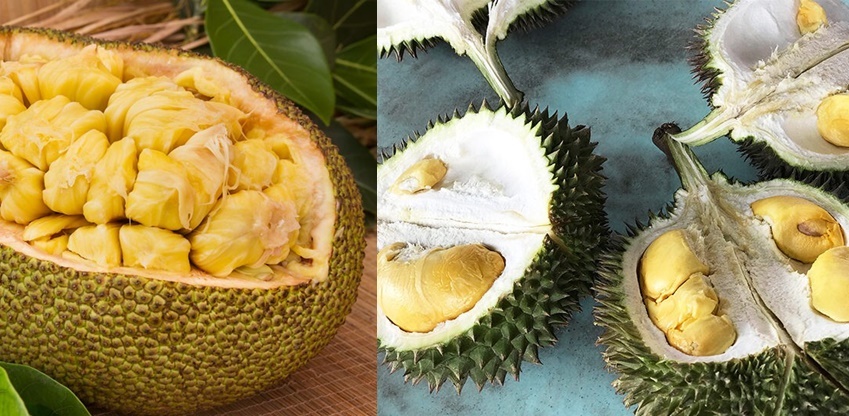 como diferenciar a semente da jaca e do durian