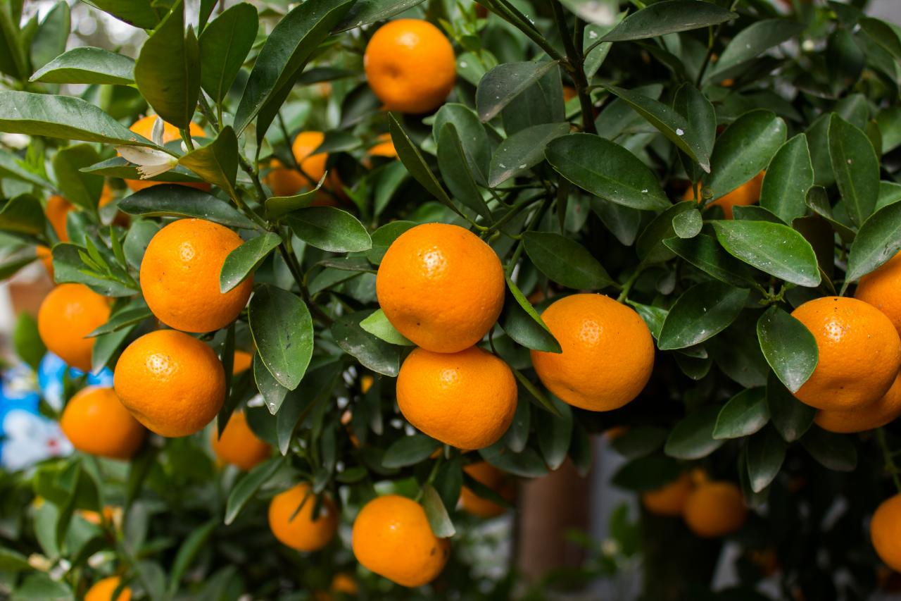 laranja satsuma