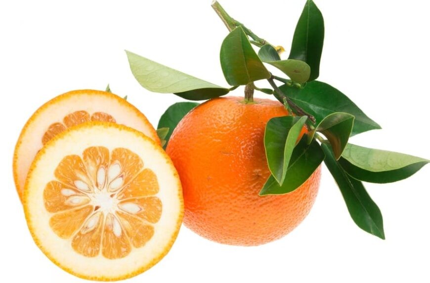 laranja sevilha