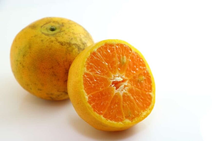 laranja tangerina
