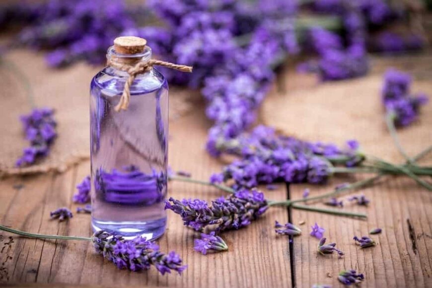 lavanda