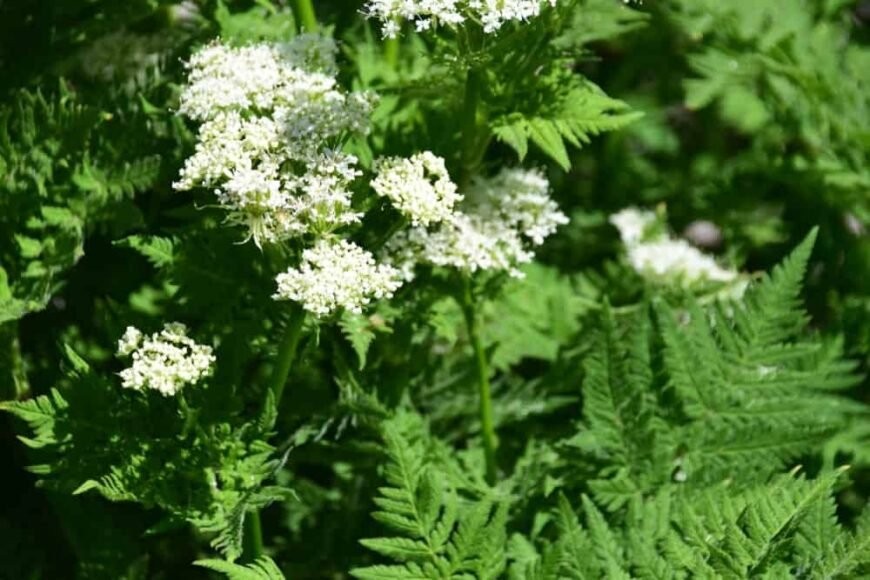 lemon verbena