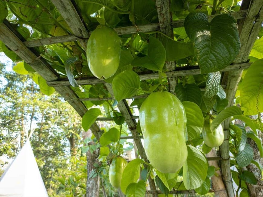 maracuja gigante