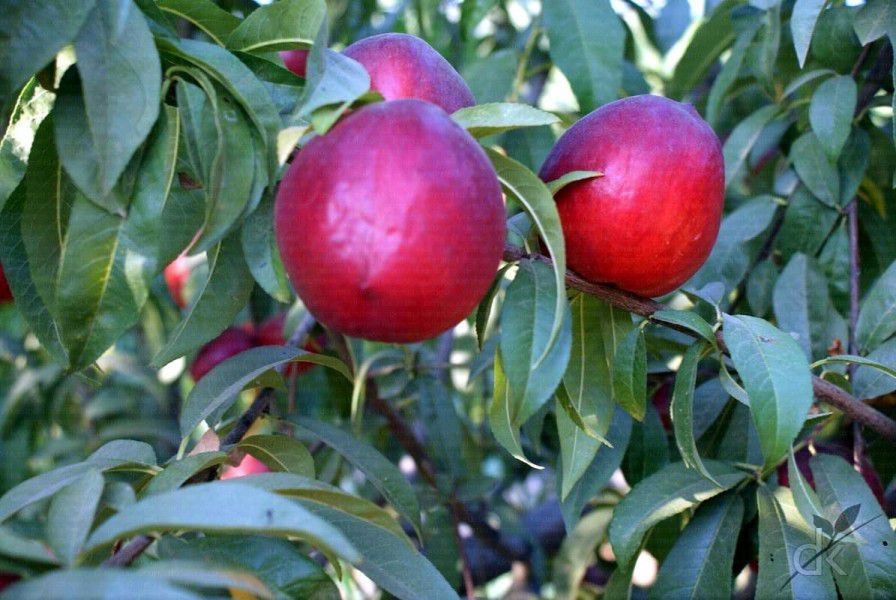 nectarina arctic star