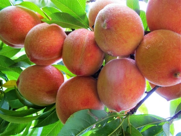 nectarina john rivers