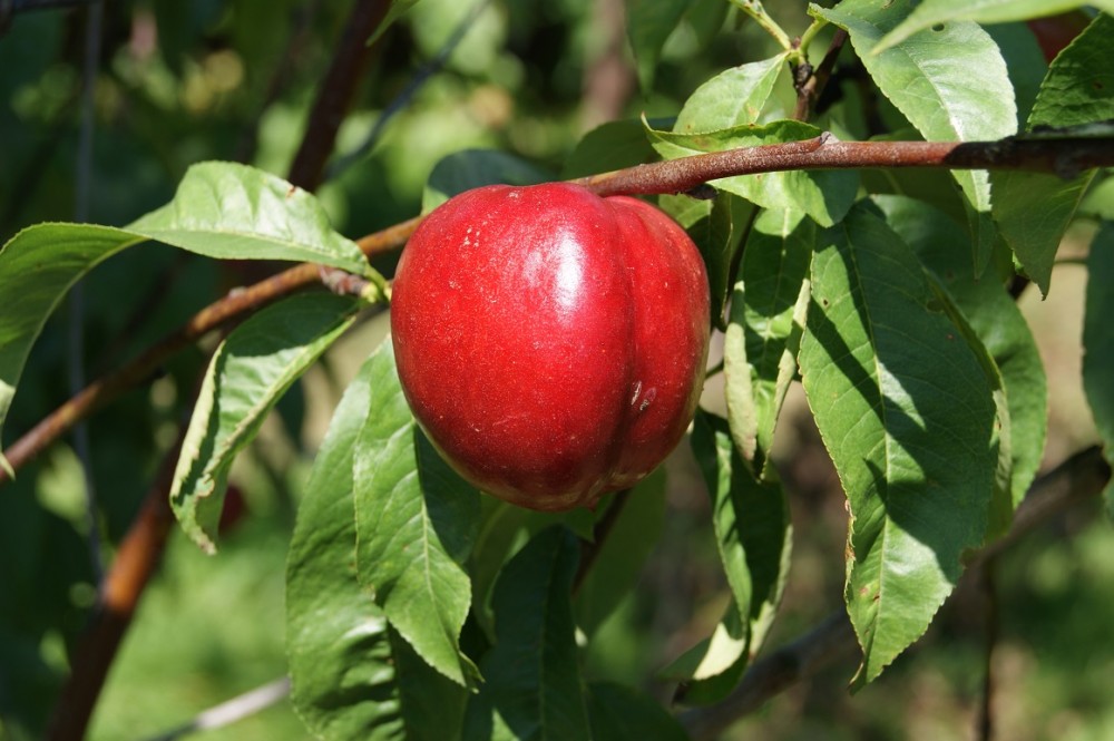 nectarine fantasia