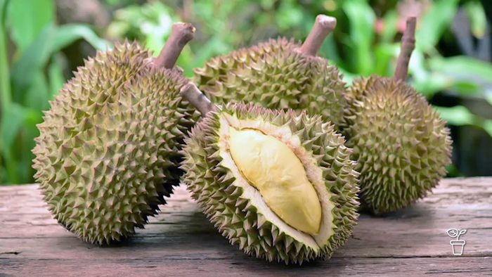 o que e durian