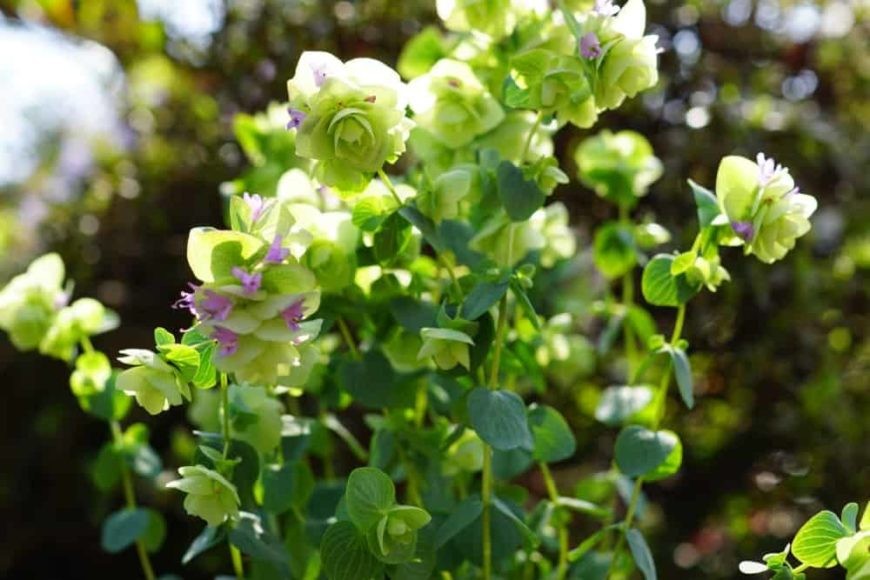 oregano ornamental