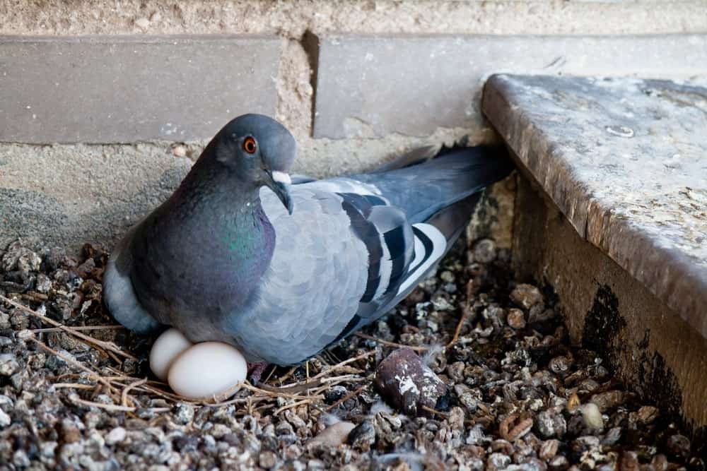 ovo de pombo