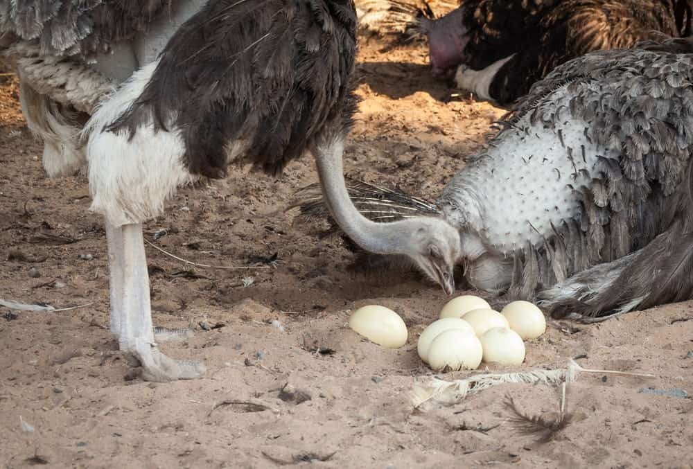 ovos de avestruz
