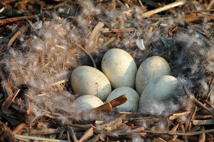 ovos de ganso