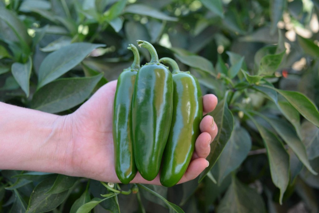 pimenta jalapeno