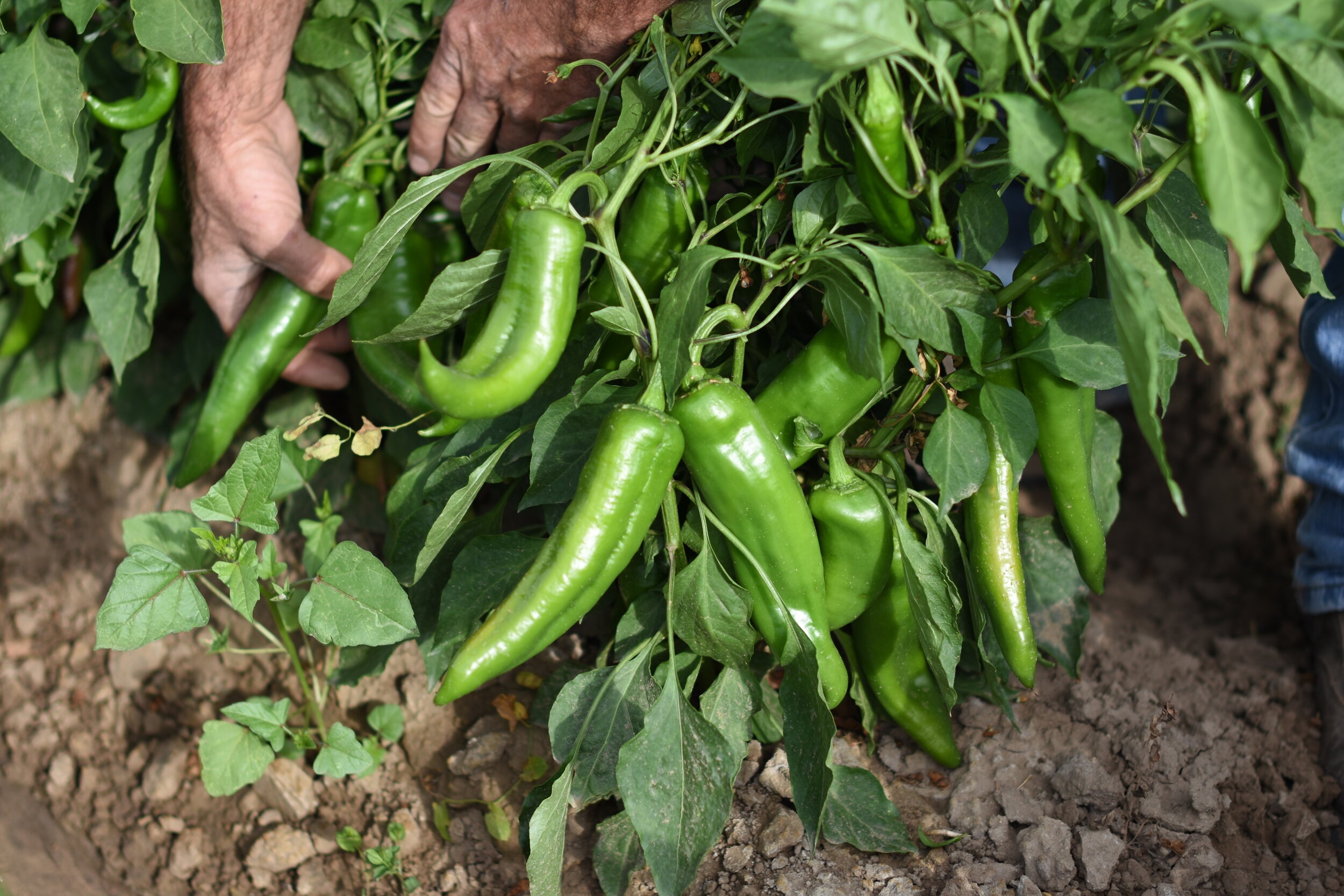 pimenta verde