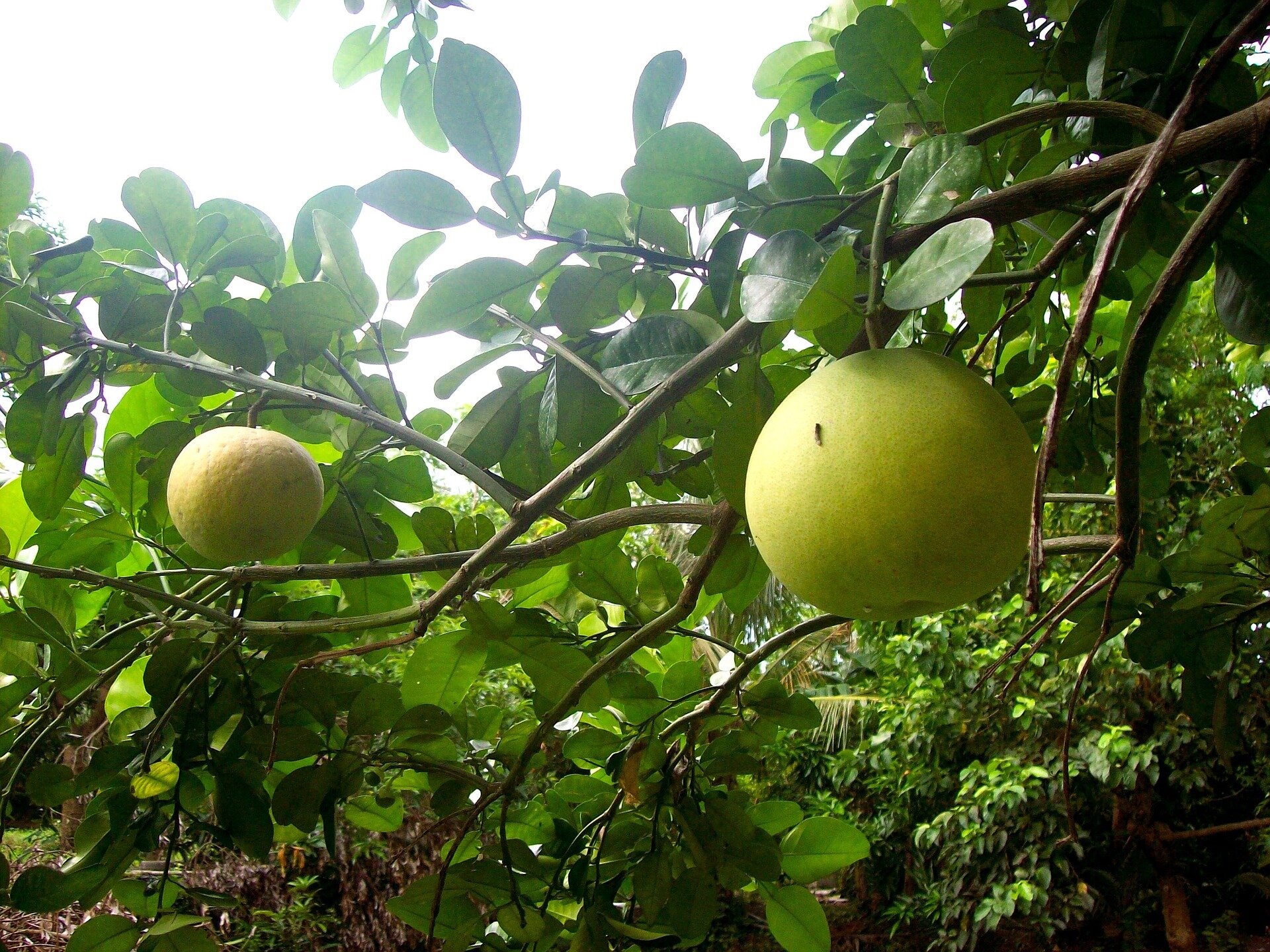 Benefícios do pomelo para a saúde