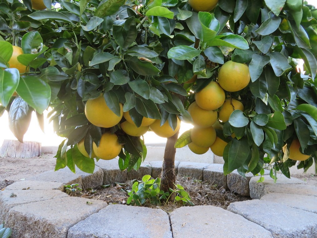 Benefícios do pomelo para a saúde