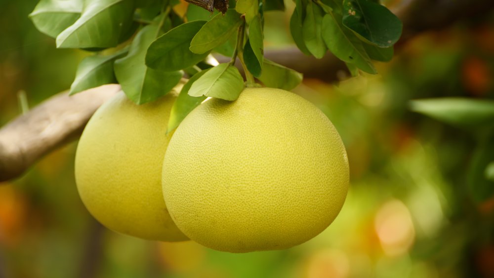 Benefícios do pomelo para a saúde