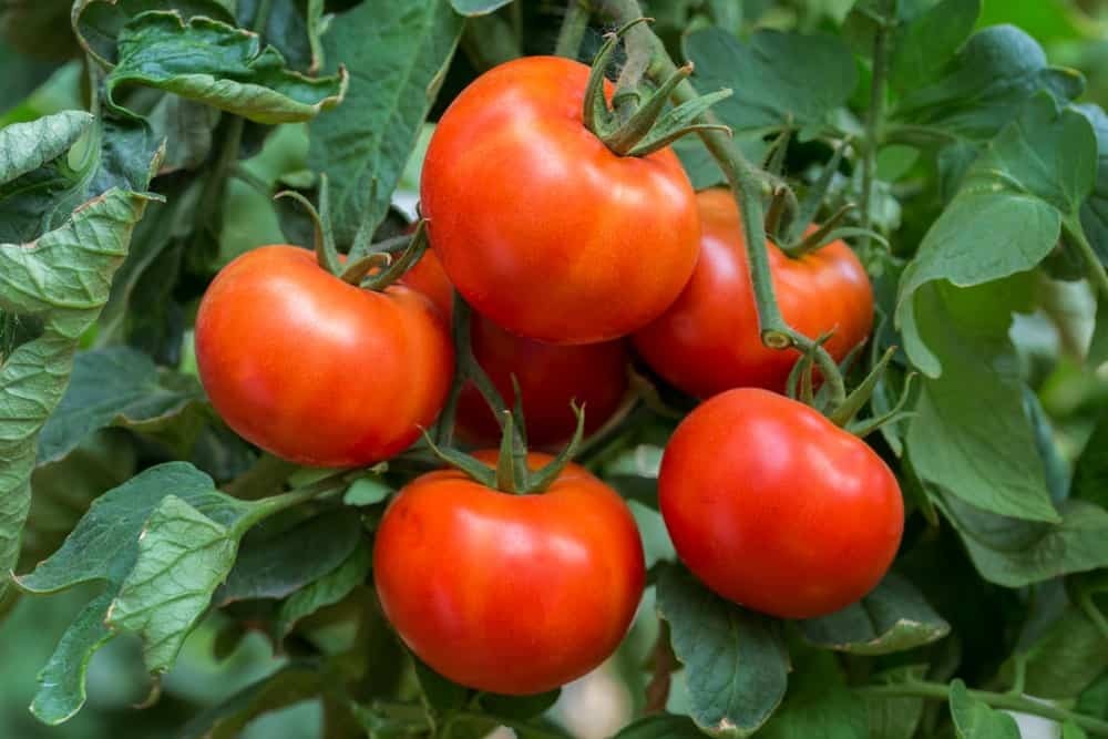 prevencao de pragas do tomate