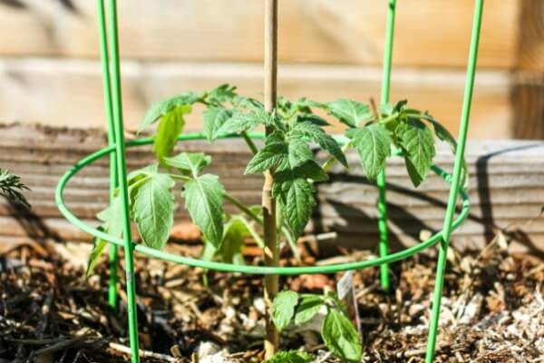 rega para o cultivo do tomate