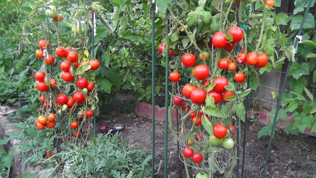 solo para o cultivo do tomate
