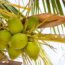 tipos de cocos