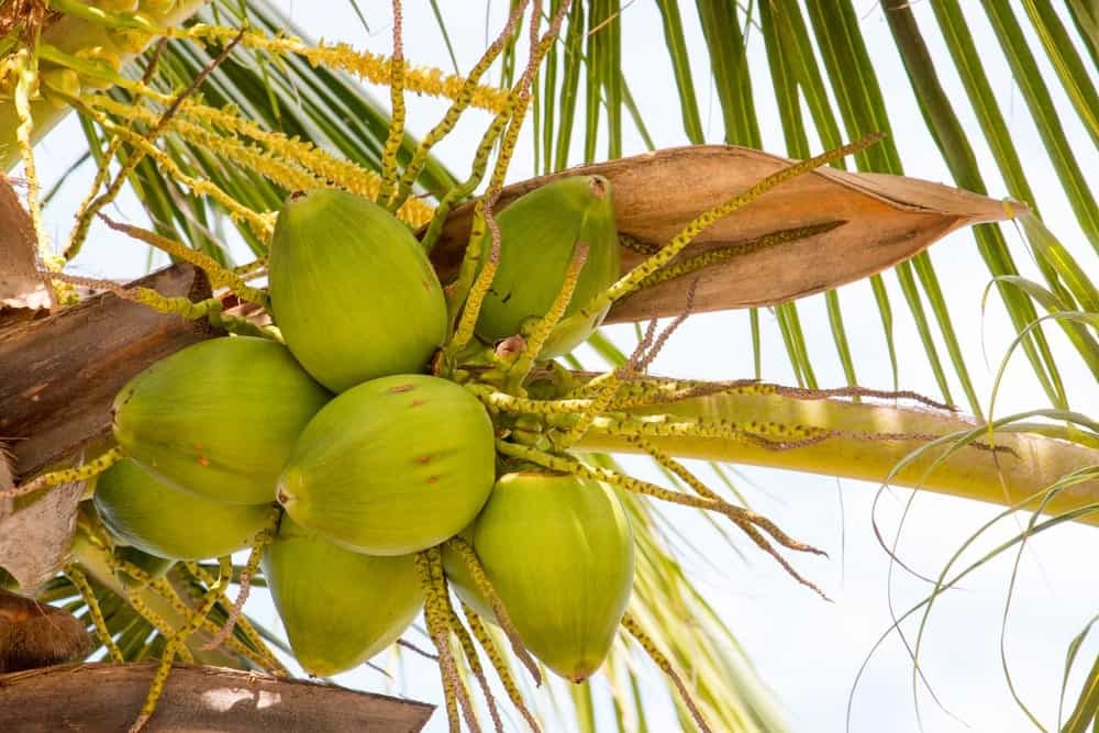 tipos de cocos