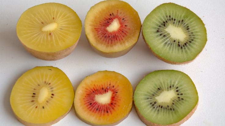 tipos de kiwi