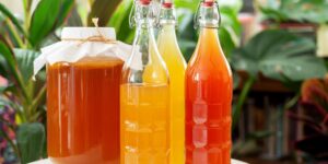 tipos de kombucha