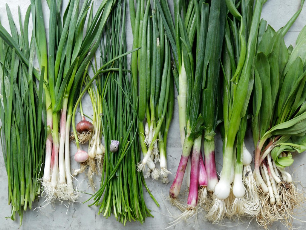 tipos diferentes de cebolas verdes