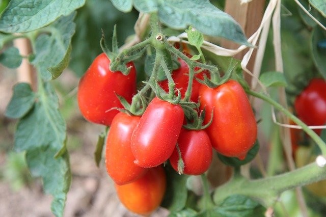 tomate roma