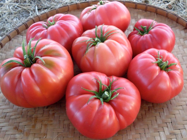 tomate rosa caspio