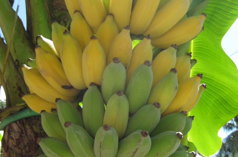 valor nutricional da banana