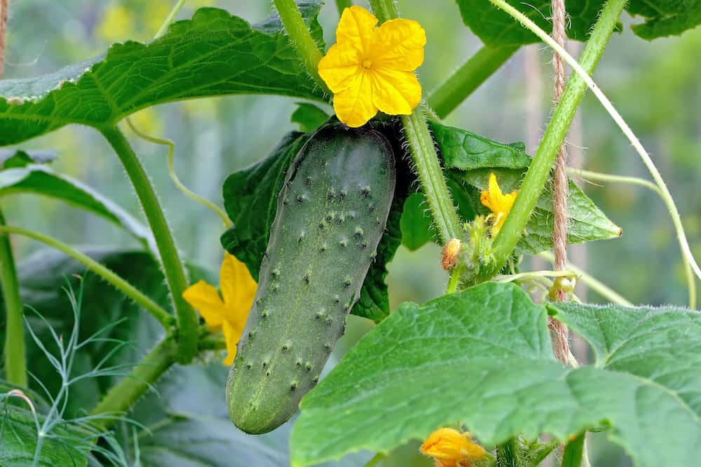 valor nutricional do pepino