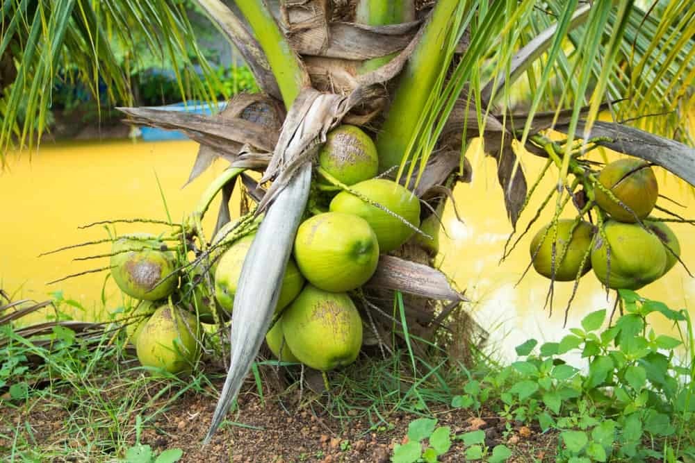 variedades de coco anao