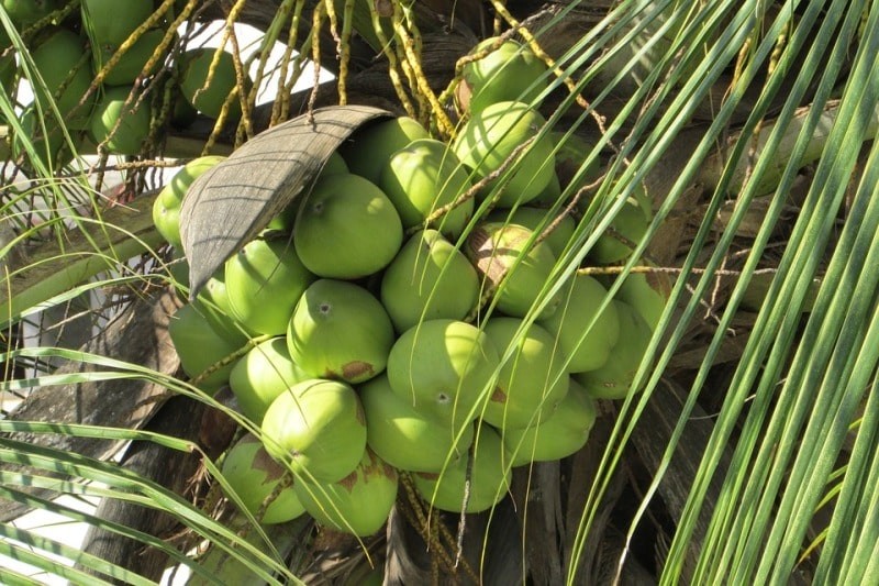 variedades híbridas de coco
