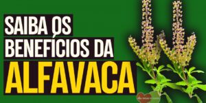 Alfavaca