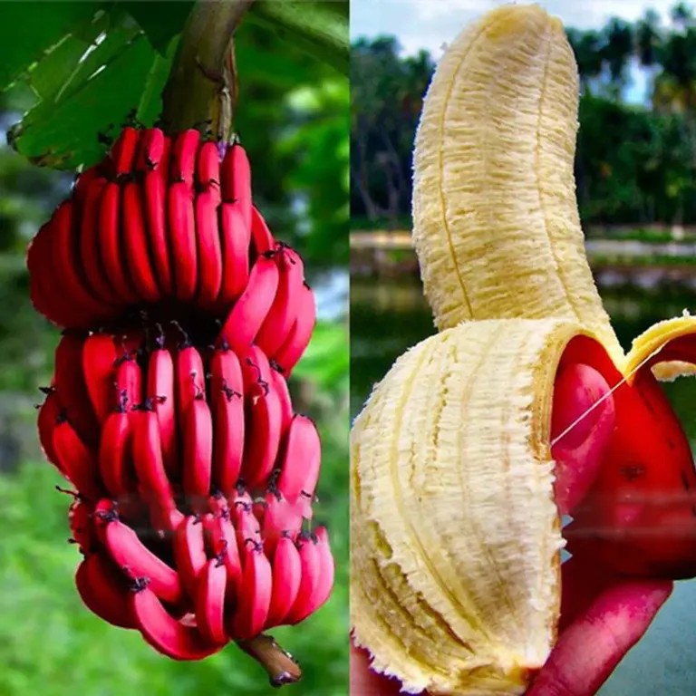 Banana vermelha fruta 1