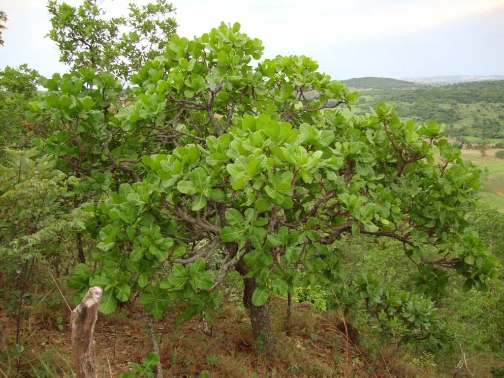 Arvore do cajuí