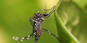 dengue classica e dengue hemorragica 