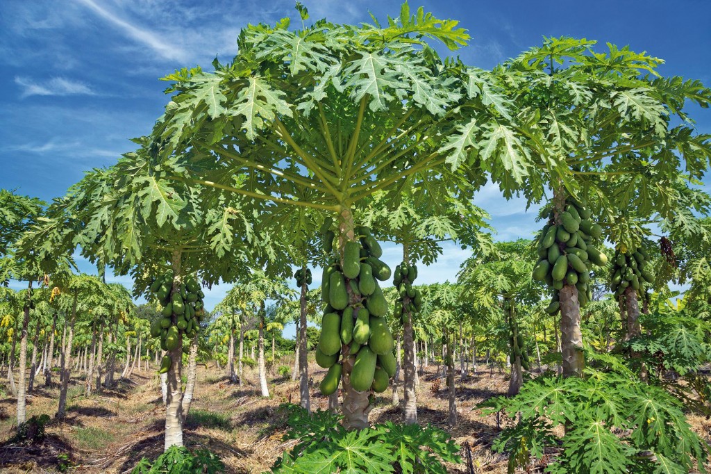 Árvore do mamão papaia