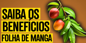 Folha de manga