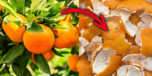 benefícios da casca de laranja